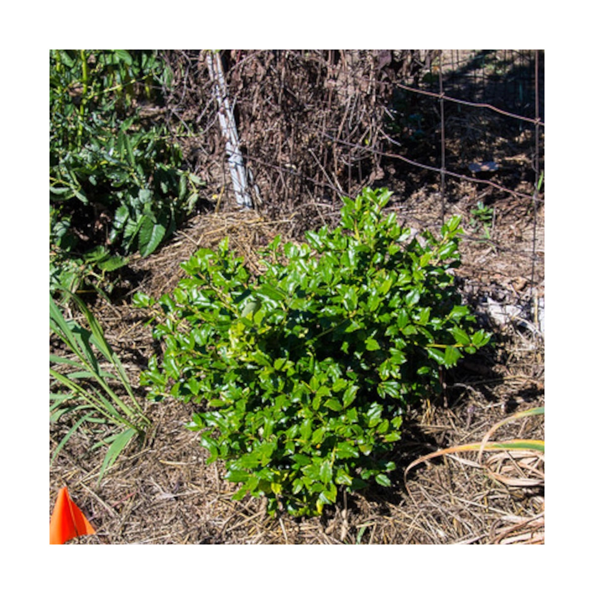Houx nain MAGICAL® Little Rascal 'Mondo'