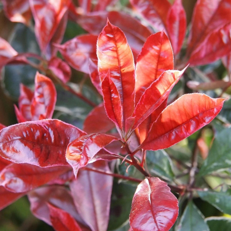 Photinia Camilvy