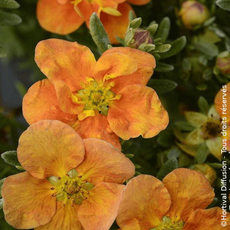 Potentille arbustive Orang'issima®, Potentilla