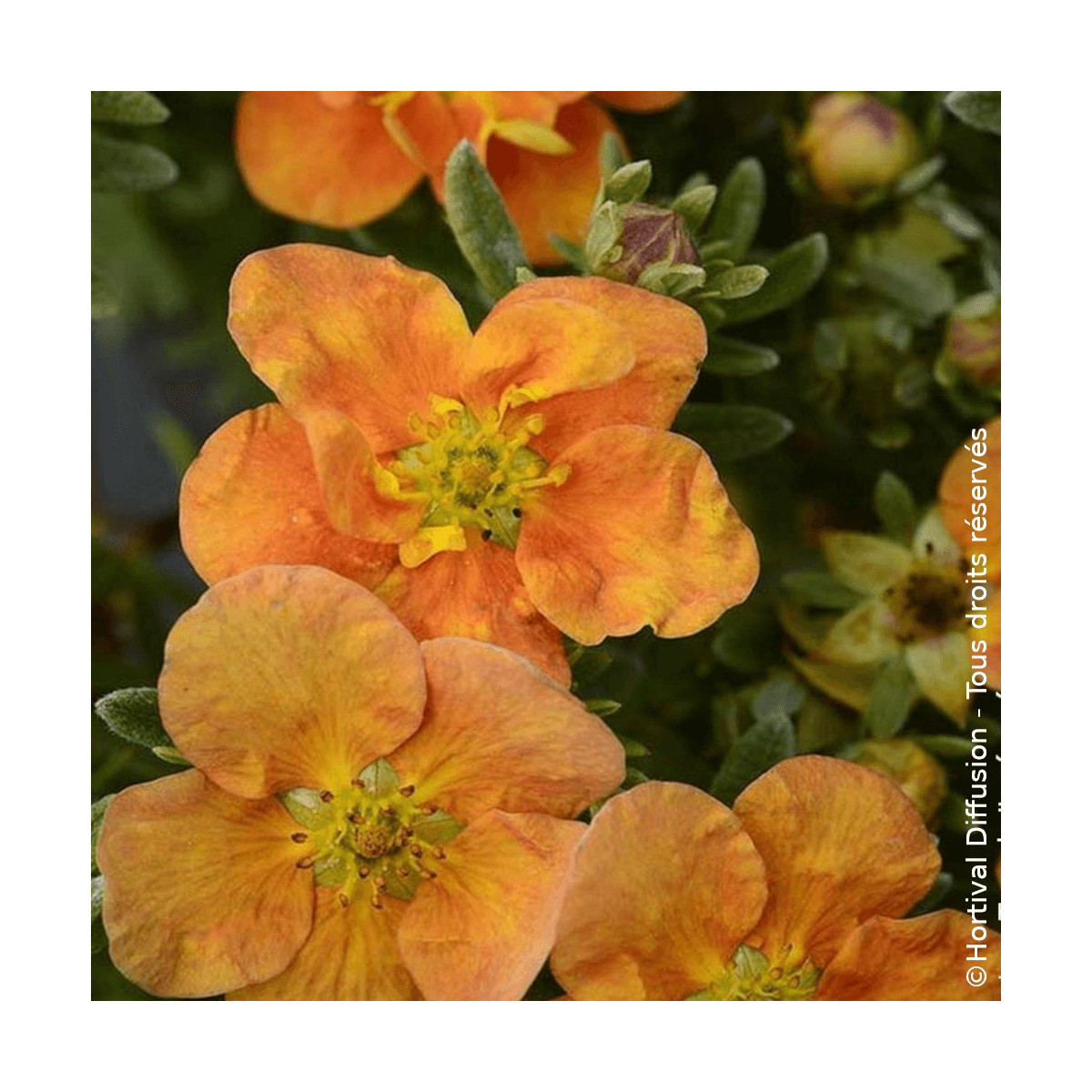 Potentille arbustive Orang'issima®, Potentilla
