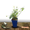 Rosier paysager Decorosier® Baïa®