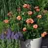 Rosier paysager Decorosier® Baïa®