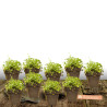 Campanule des murets Birch Hybrid, Campanule des murs