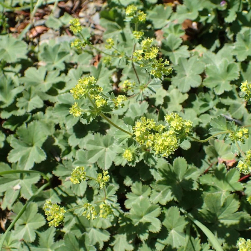 Alchemille naine