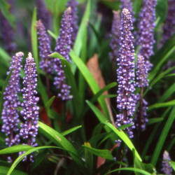 Liriope muscari - Fleurs
