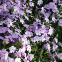 Phlox nain Lilac Cloud