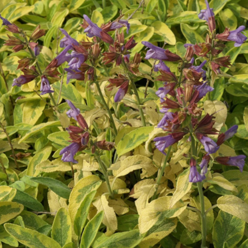 Sauge officinale Icterina