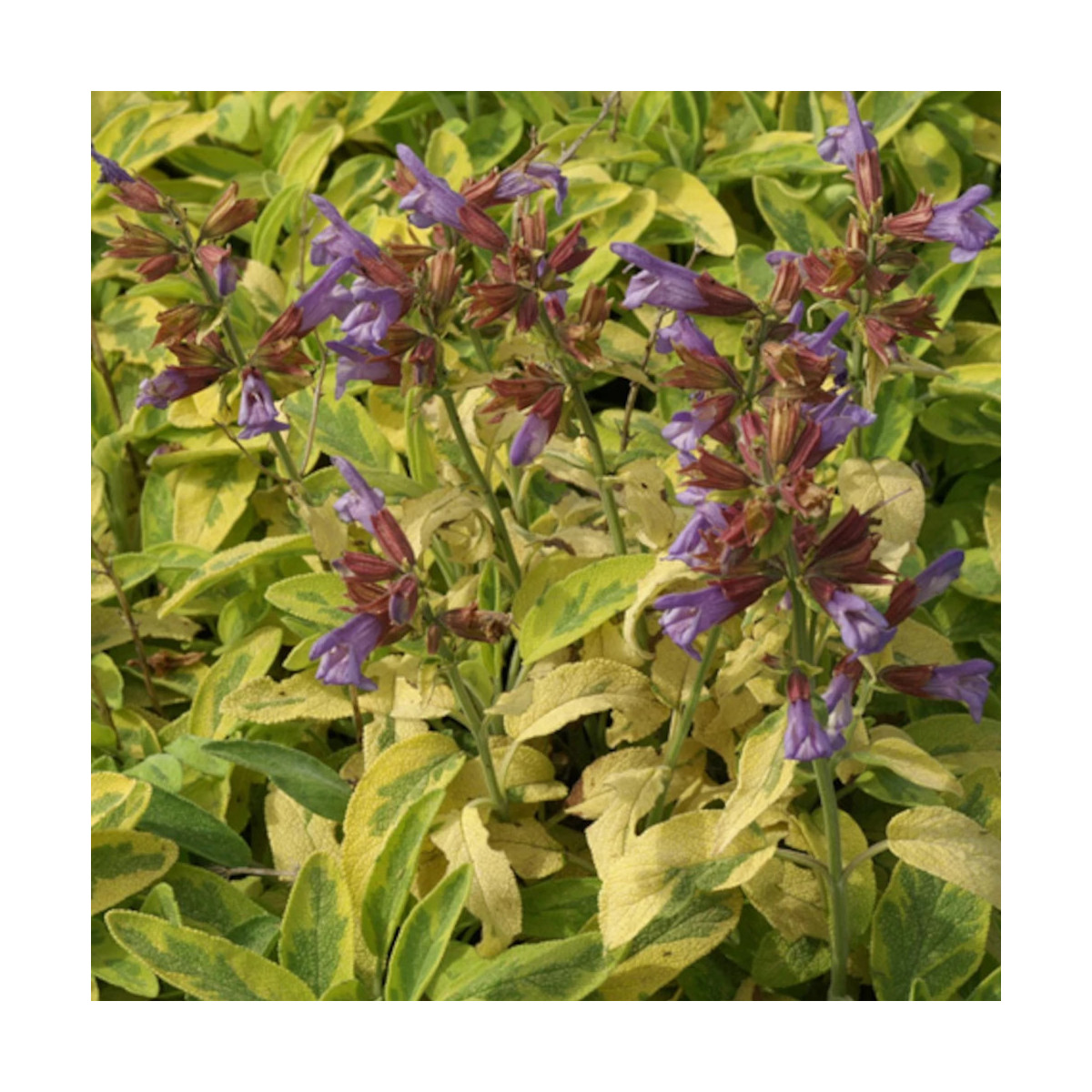 Sauge officinale Icterina