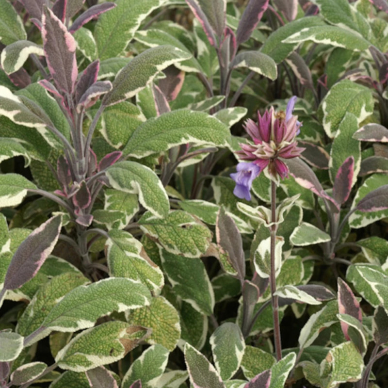 Sauge officinale Tricolor
