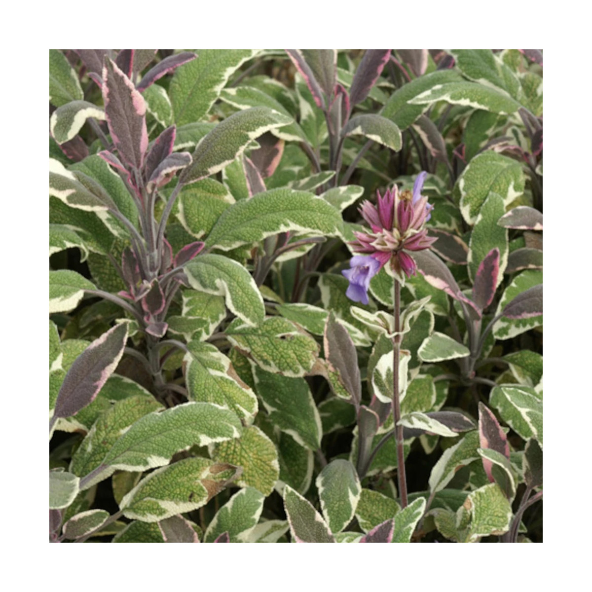 Sauge officinale Tricolor Sauge officinale Tricolor