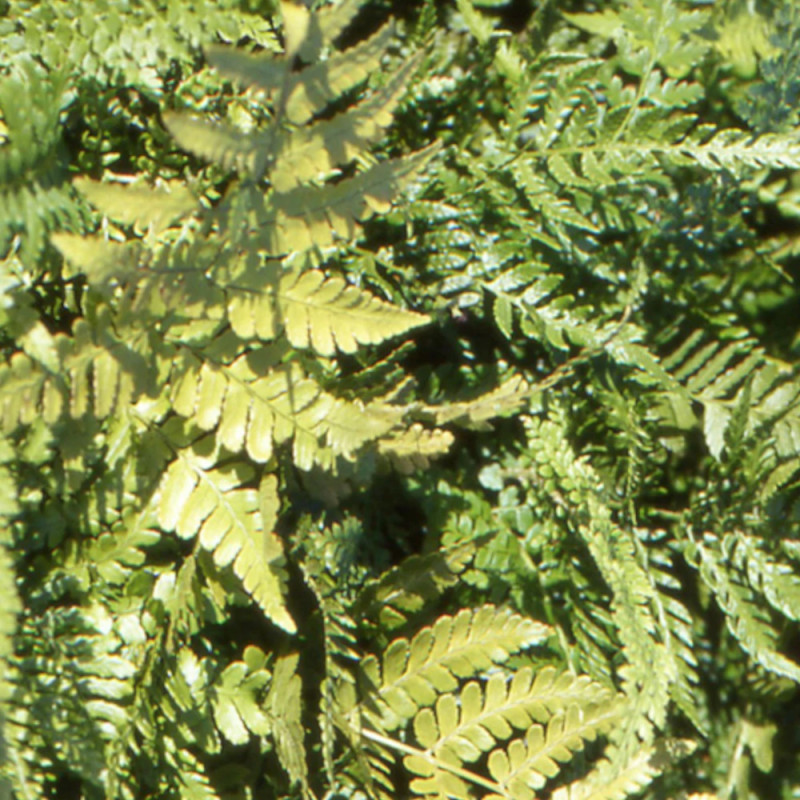 Fougère à sores rouges, Dryopteris