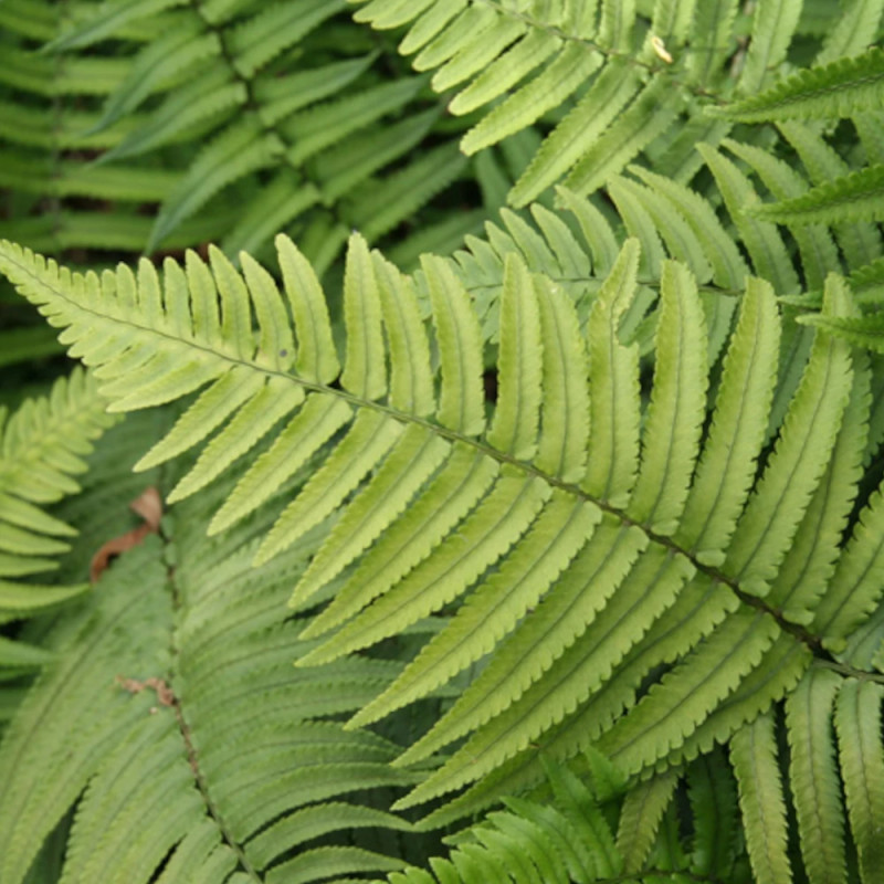 Fougère des bois noirs, Dryopteris