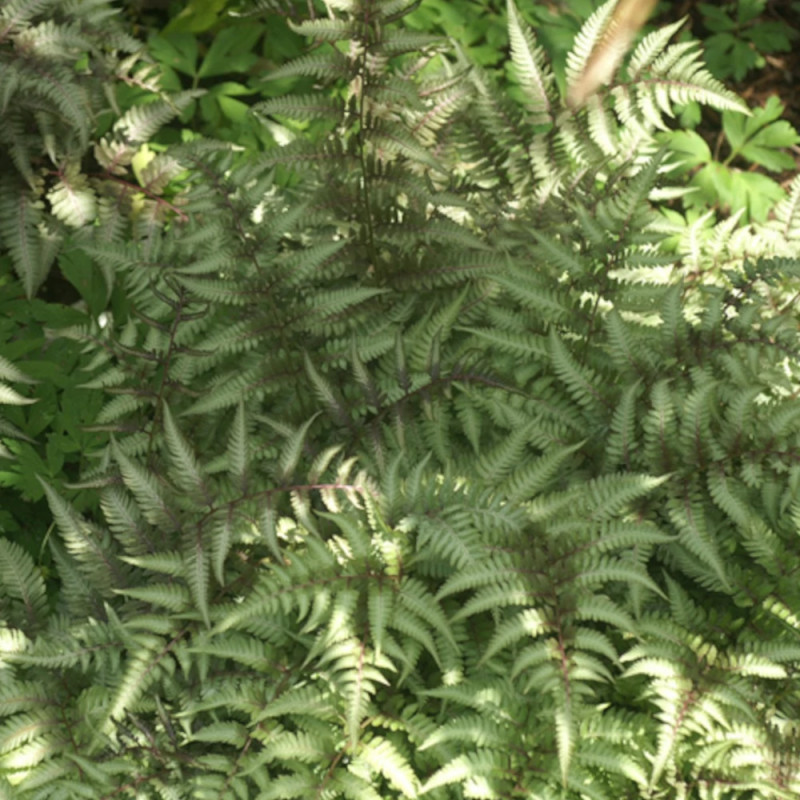 Fougère japonaise peinte, Dryopteris