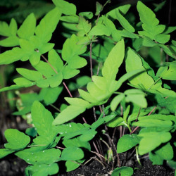 Osmonde royale Purpurascens