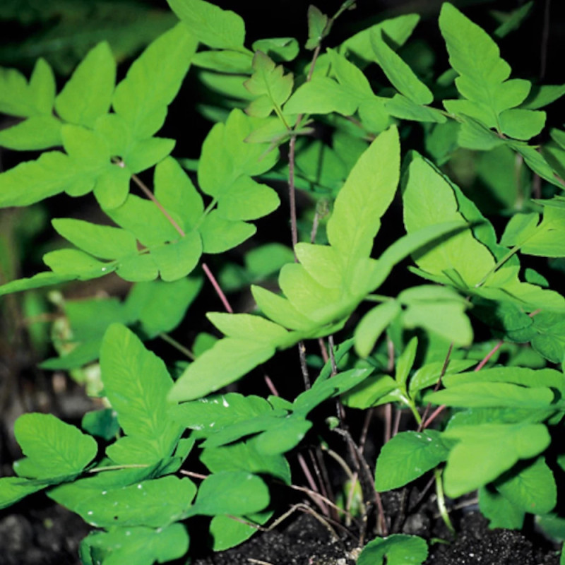 Osmonde royale Purpurascens