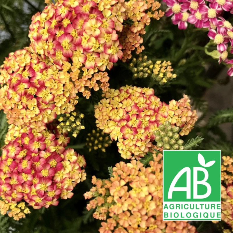 Achillée Terracotta BIO