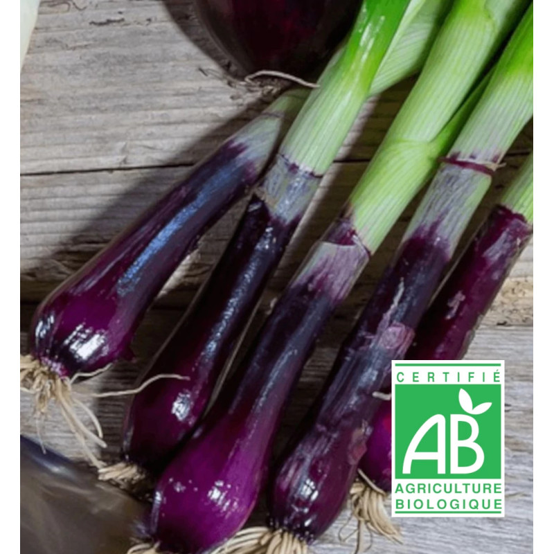 Ciboule Commune rouge BIO