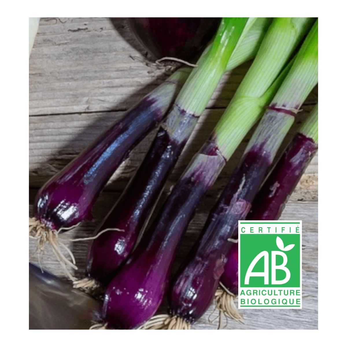 Ciboule Commune rouge BIO