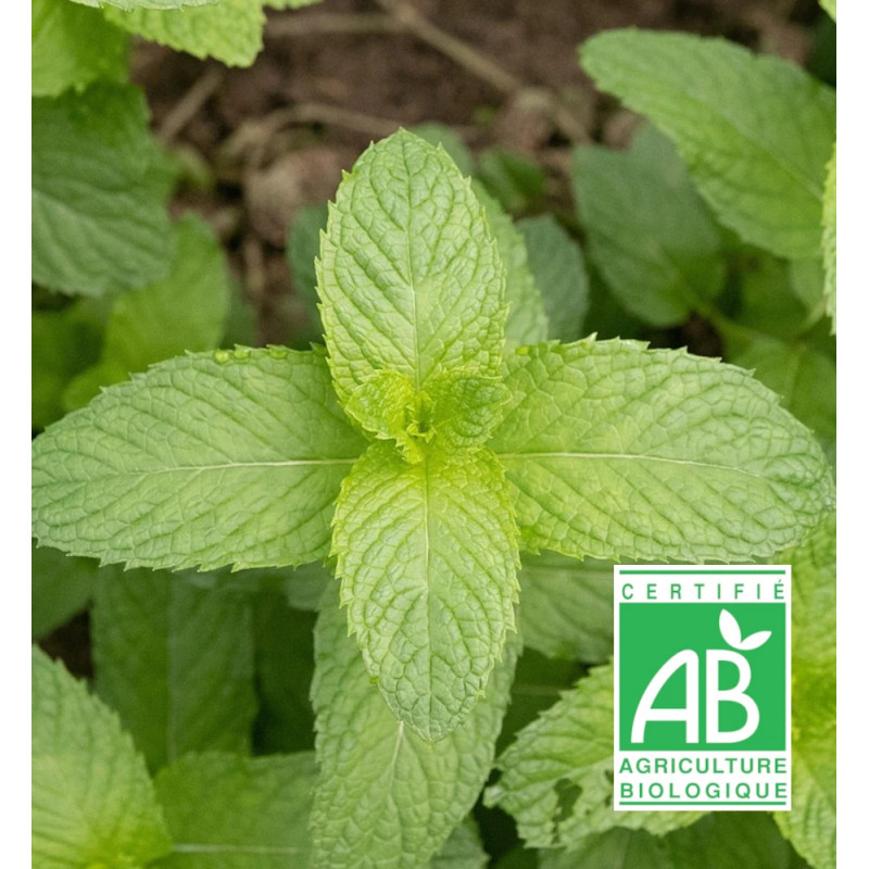 Menthe banane BIO