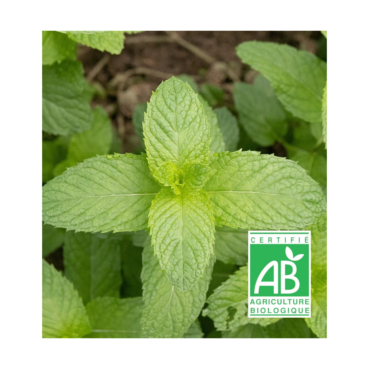 Menthe banane BIO
