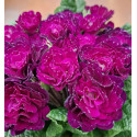 Primevère double BELARINA ‘Beaujolais’