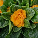 Primevère double BELARINA ‘Mandarin’