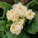 Primevère double BELARINA ‘Cream’
