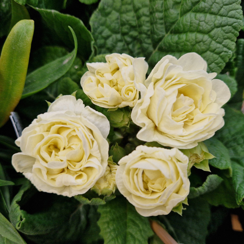 Primevère double BELARINA ‘Cream’
