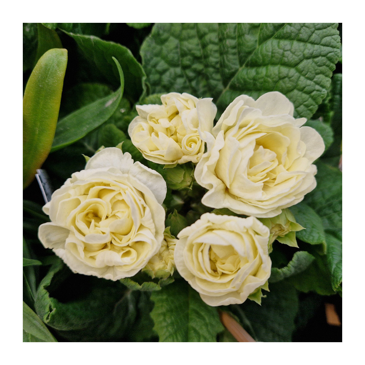Primevère double BELARINA ‘Cream’