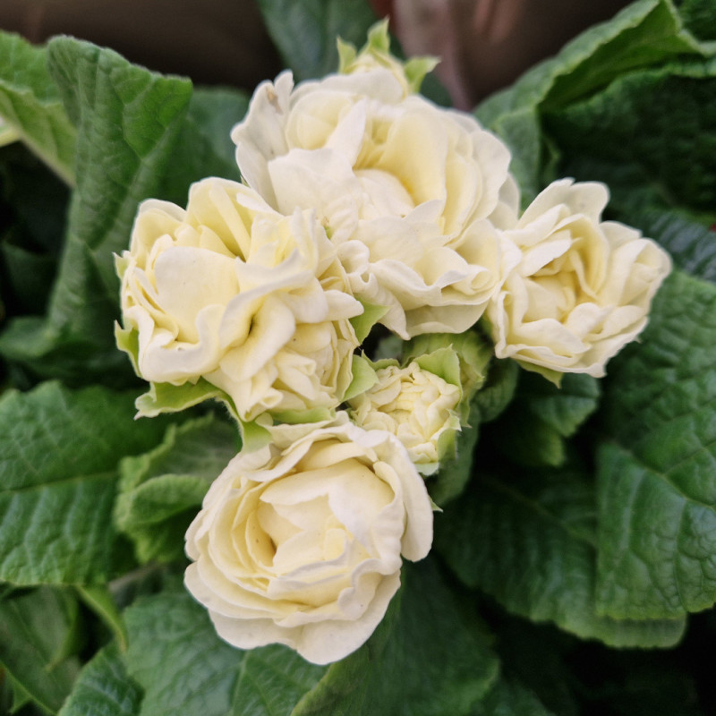 Primevère double BELARINA ‘Cream’