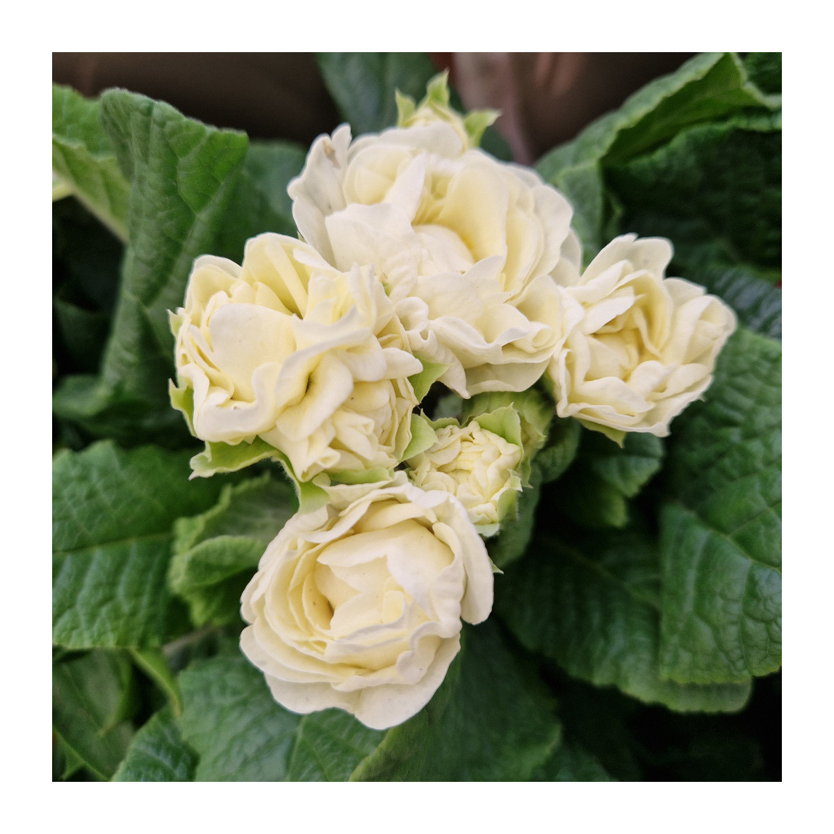 Primevère double BELARINA ‘Cream’