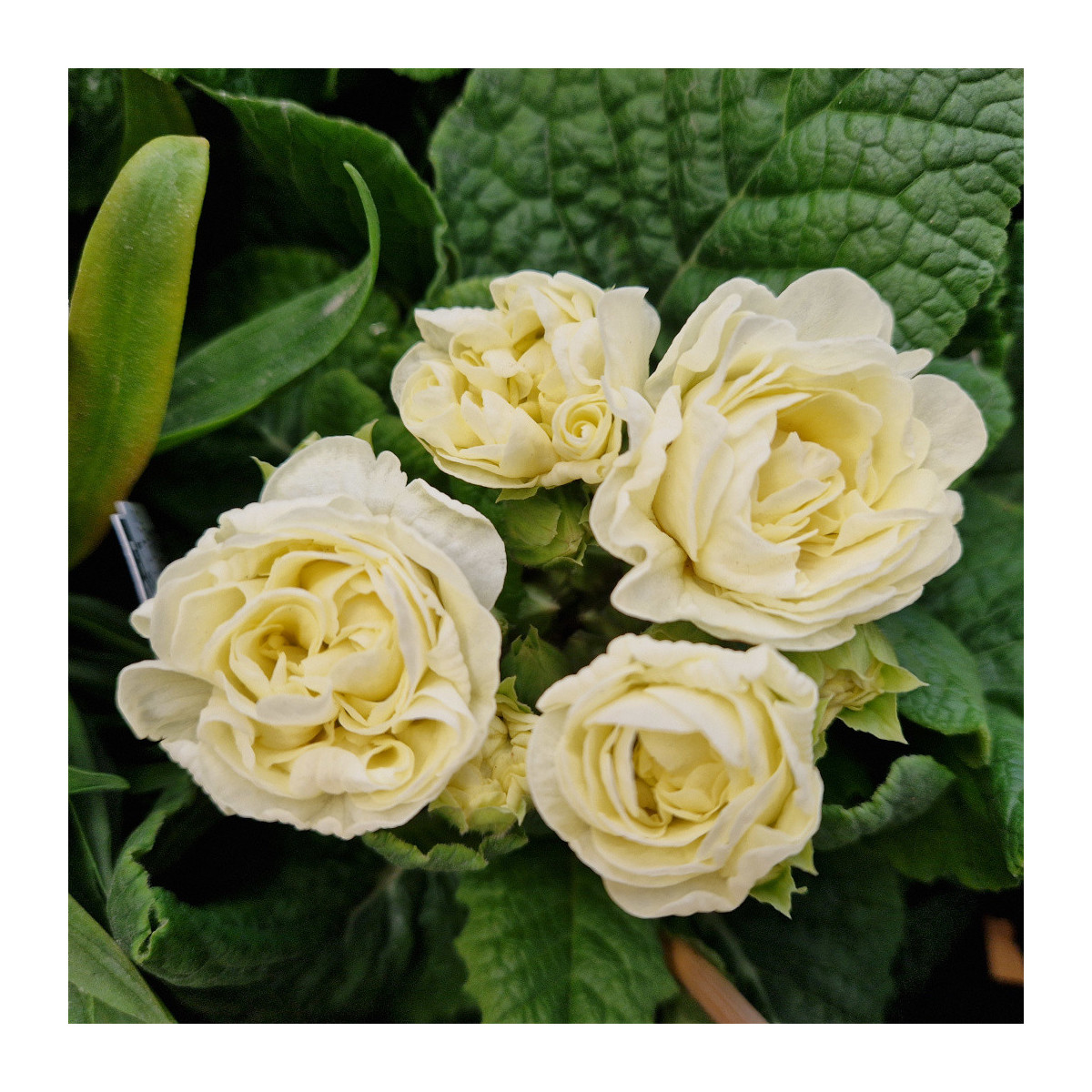Primevère double BELARINA ‘Cream’