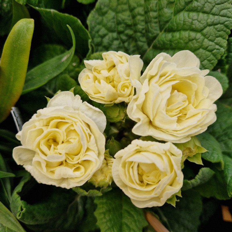 Primevère double BELARINA ‘Cream’