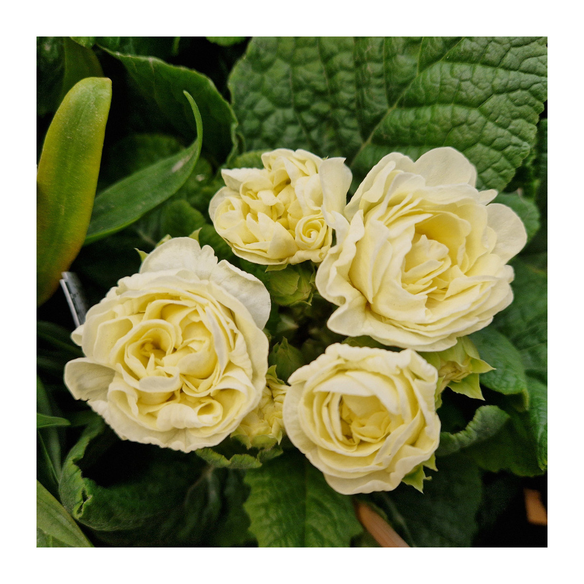 Primevère double BELARINA ‘Cream’