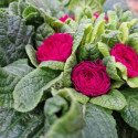 Primevère double BELARINA ‘Carmen’