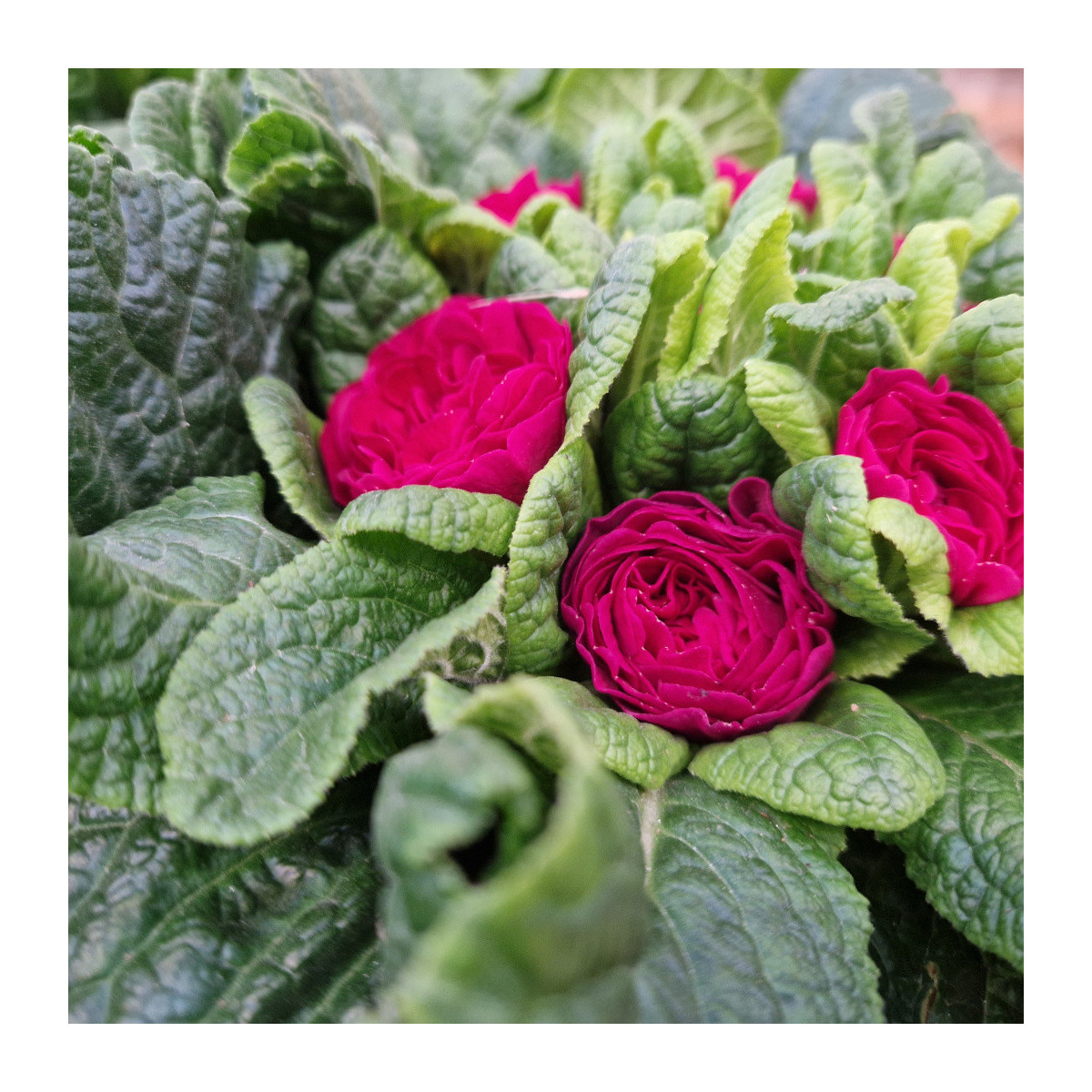 Primevère double BELARINA ‘Carmen’ Primevère double BELARINA ‘Carmen’