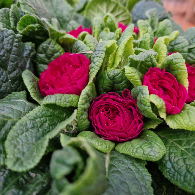 Primevère double BELARINA ‘Carmen’