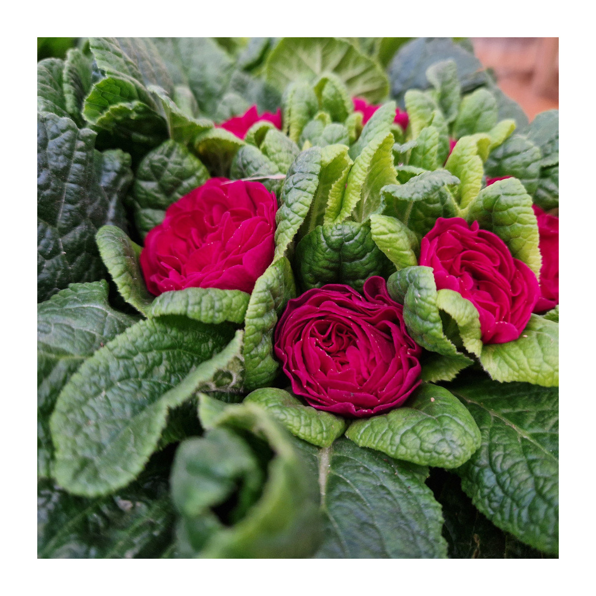 Primevère double BELARINA ‘Carmen’ Primevère double BELARINA ‘Carmen’