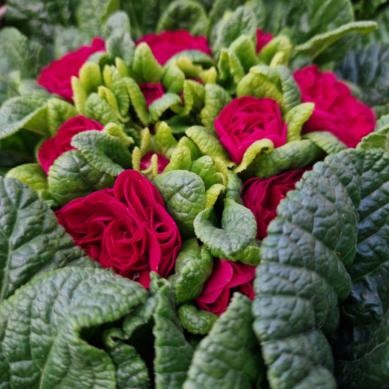Primevère double BELARINA ‘Carmen’