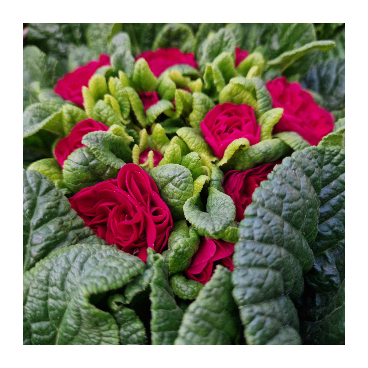 Primevère double BELARINA ‘Carmen’ Primevère double BELARINA ‘Carmen’