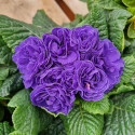 Primevère double BELARINA ‘Ocean Blue'