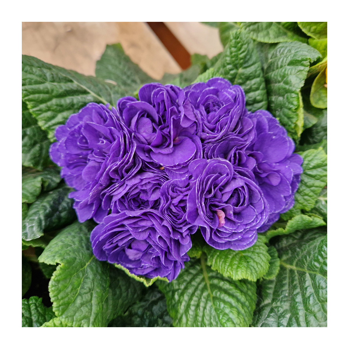 Primevère double BELARINA ‘Ocean Blue'