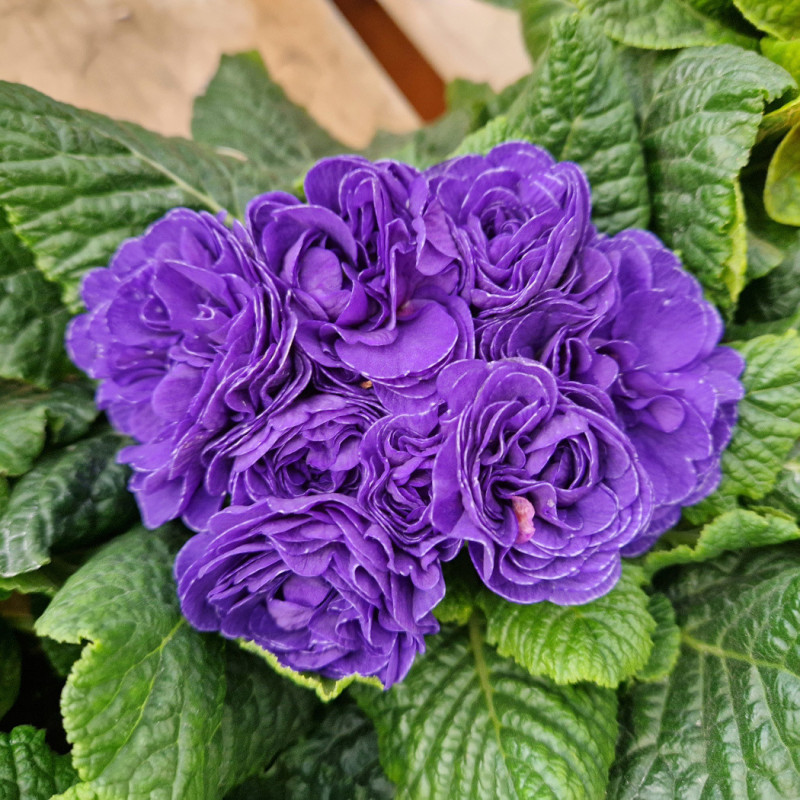 Primevère double BELARINA ‘Ocean Blue'