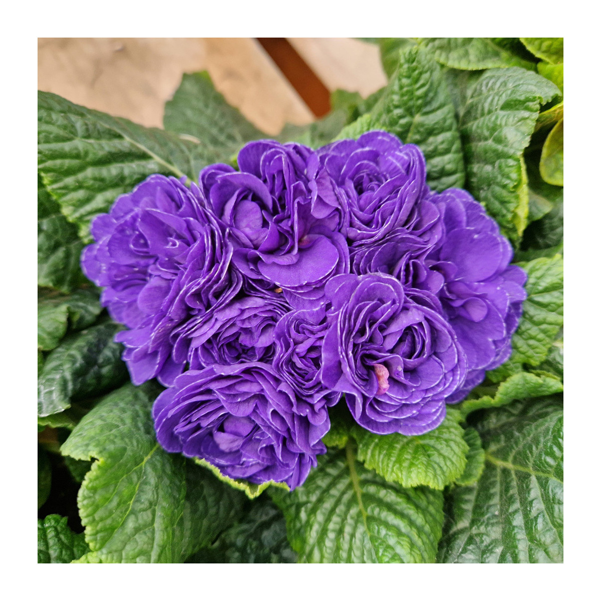 Primevère double BELARINA ‘Ocean Blue'
