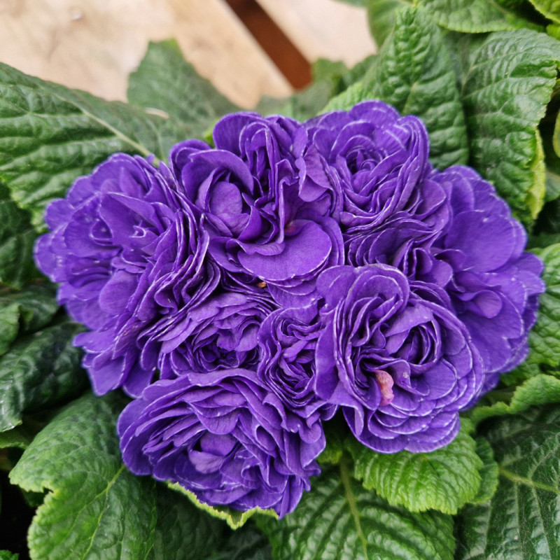 Primevère double BELARINA ‘Ocean Blue'