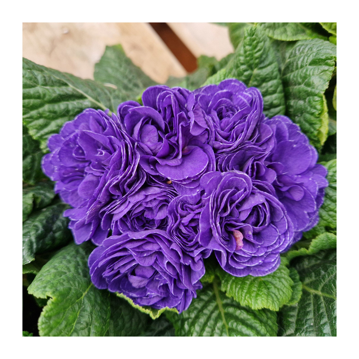 Primevère double BELARINA ‘Ocean Blue'