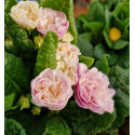 Primevère double BELARINA ‘Pink Champagne’