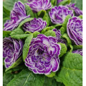 Primevère double BELARINA ‘Blue Ripples’