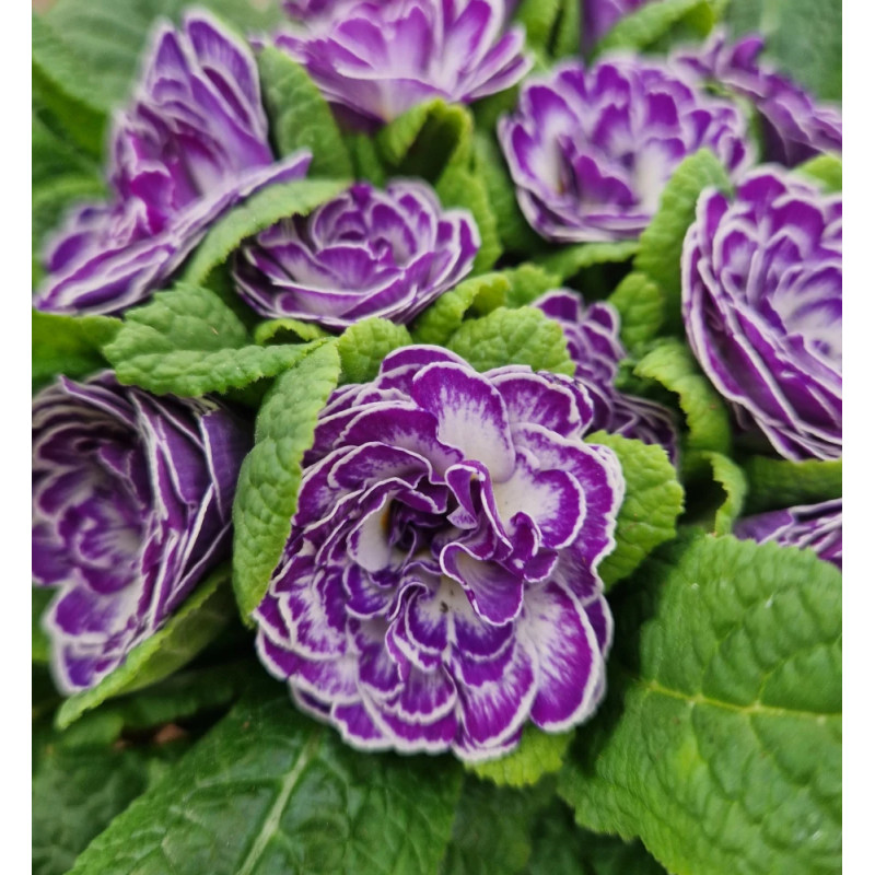Primevère double BELARINA ‘Blue Ripples’
