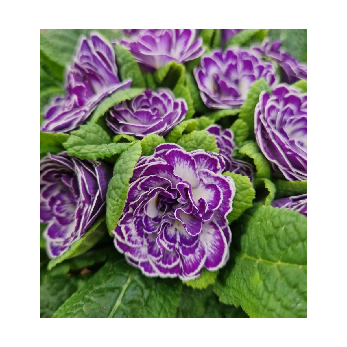 Primevère double BELARINA ‘Blue Ripples’